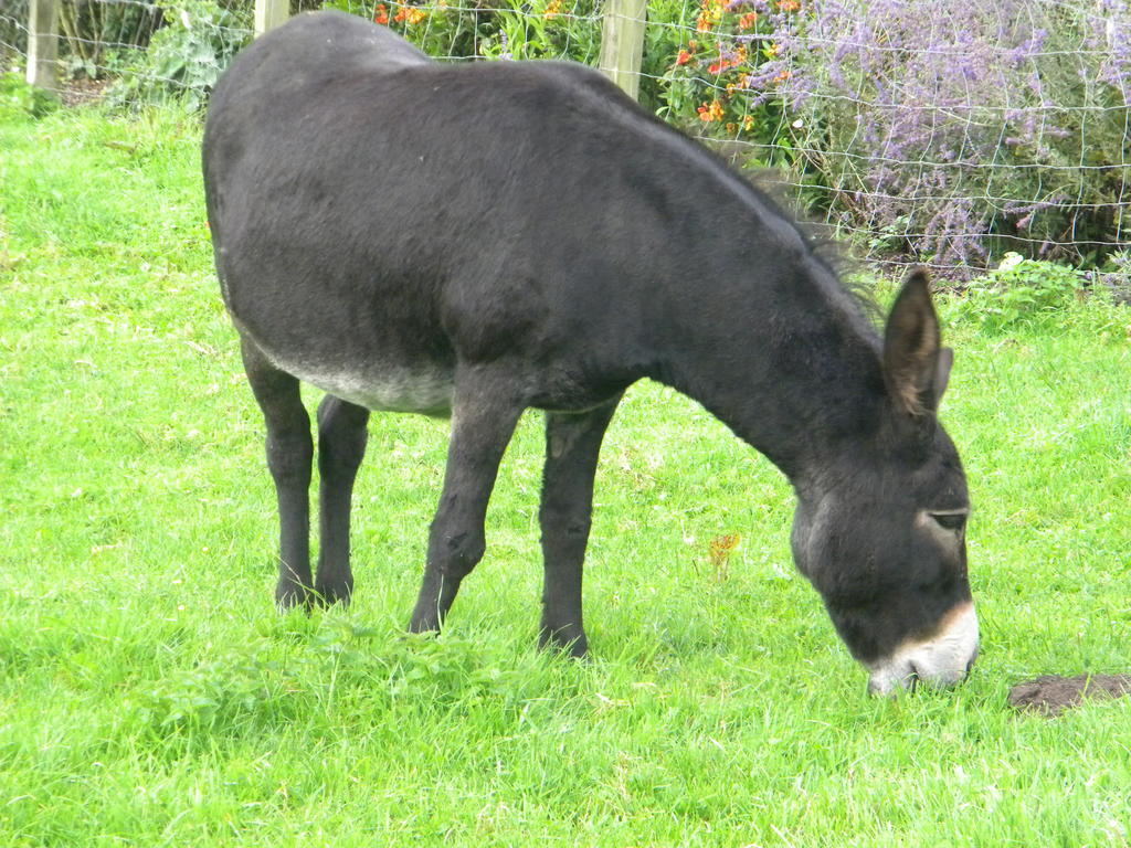 Petrus Wittebrood Hoeve Dikkelvenne 外观 照片
